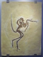 Archaeopteryx-3.jpg