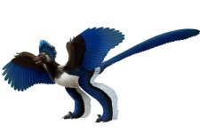 Archaeopteryx-6.jpg